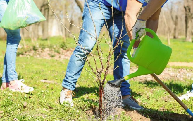 jong boompje wordt geplant en krijgt water